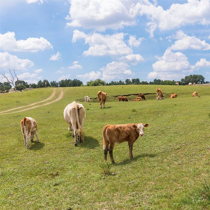 Collagen For Hair Growth