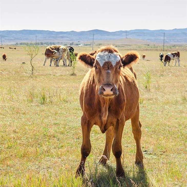 Multifunctional Repair Bovine Collagen Peptide